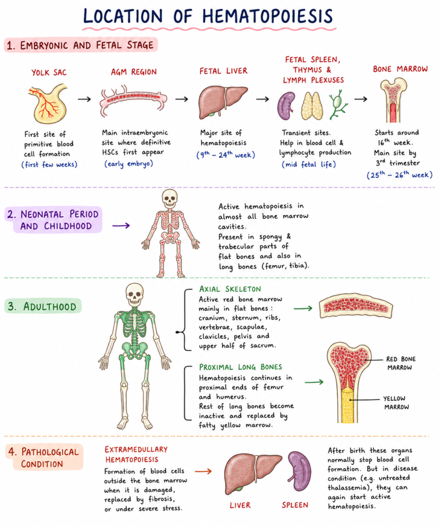 Location of Hematopoiesis