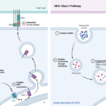Mechanism of Antigen Processing and Presentation