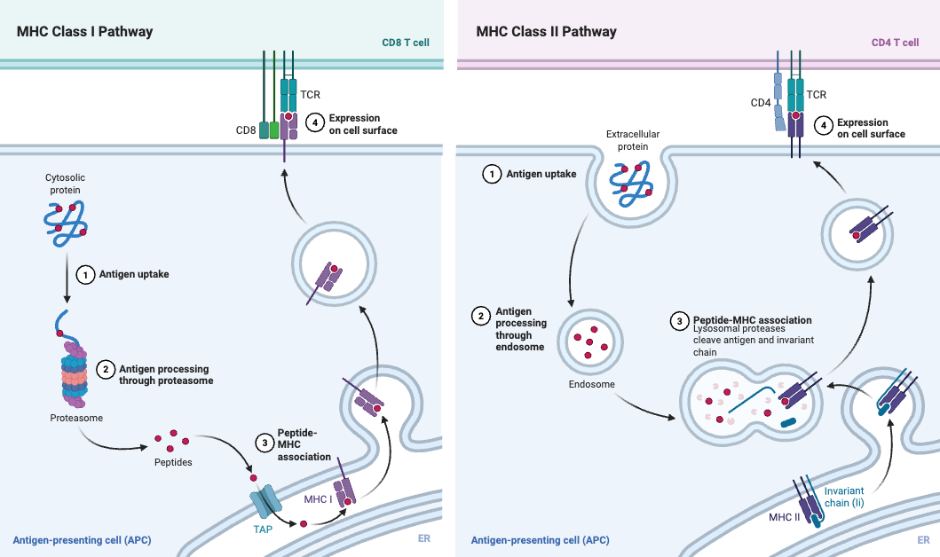 Mechanism of Antigen Processing and Presentation