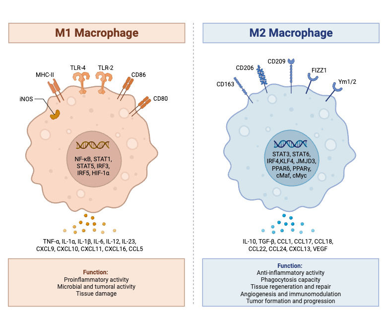 Macrophage Polarization_ M1 and M2 Subtypes