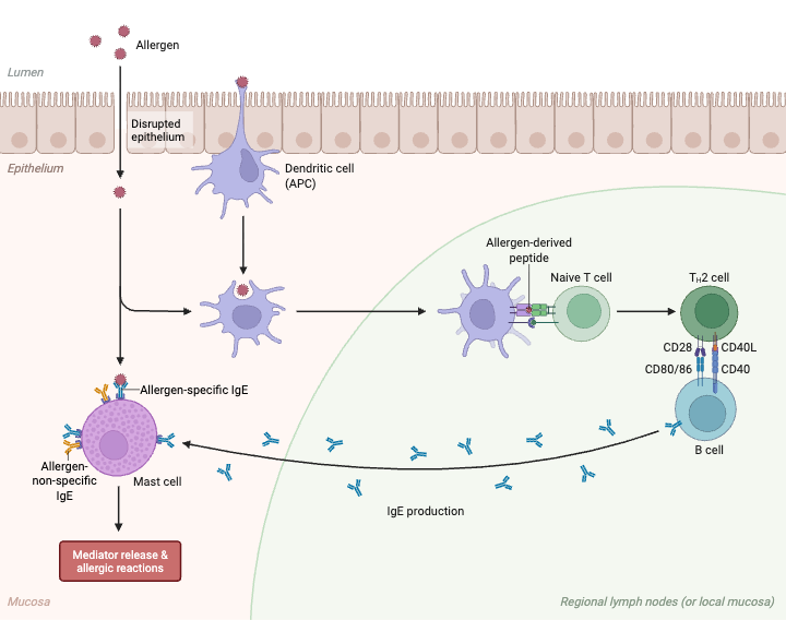 Mechanism of Allergic Inflammation Induction