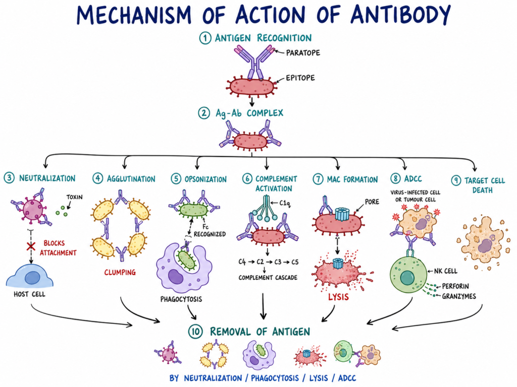 Mechanism of action of Antibody