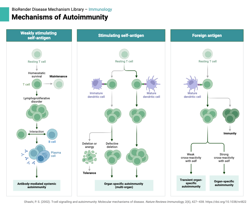 Autoimmune Disease - Definition, Types, Diagnosis, Treatment, Examples 5 Mechanisms of Autoimmunity