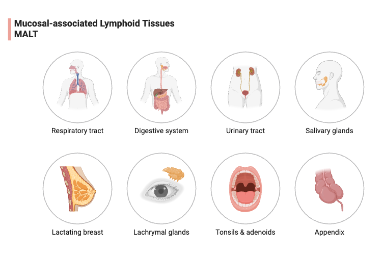 Mucosa Associated Lymphoid Tissues (MALT) - Definition, Features, Structure, Functions 1 Mucosal-associated Lymphoid Tissues (MALT)