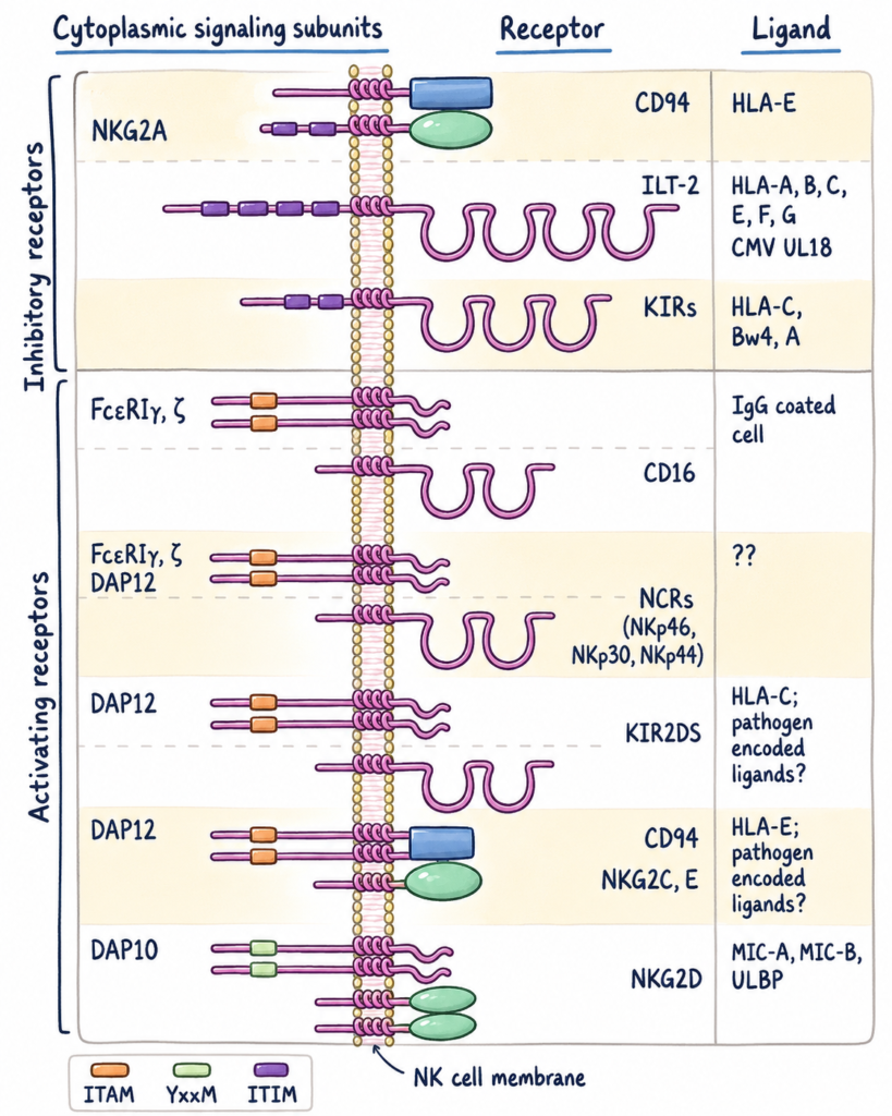 Natural Killer (NK) cell receptors