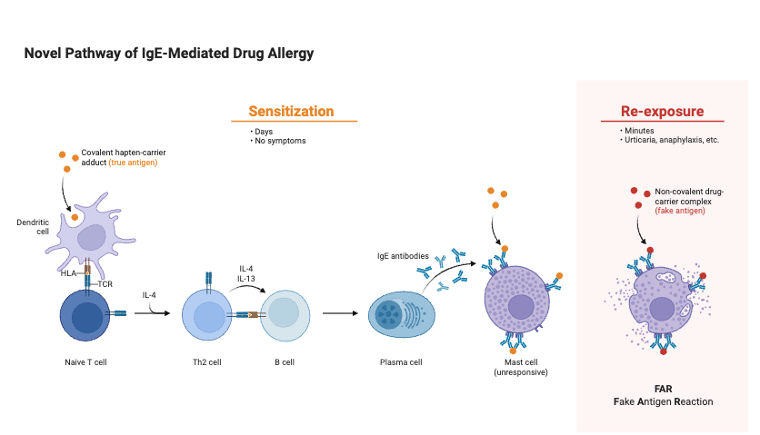 Novel Pathway of IgE-Mediated Drug Allergy
