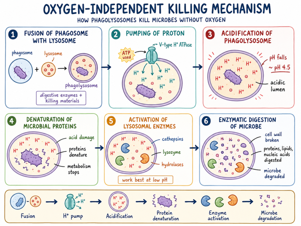 Oxygen-Independent Killing Mechanism