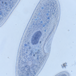 Paramecium Under Microscope