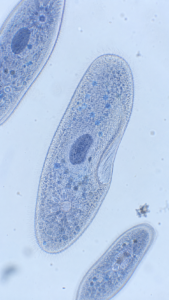 Paramecium Under Microscope