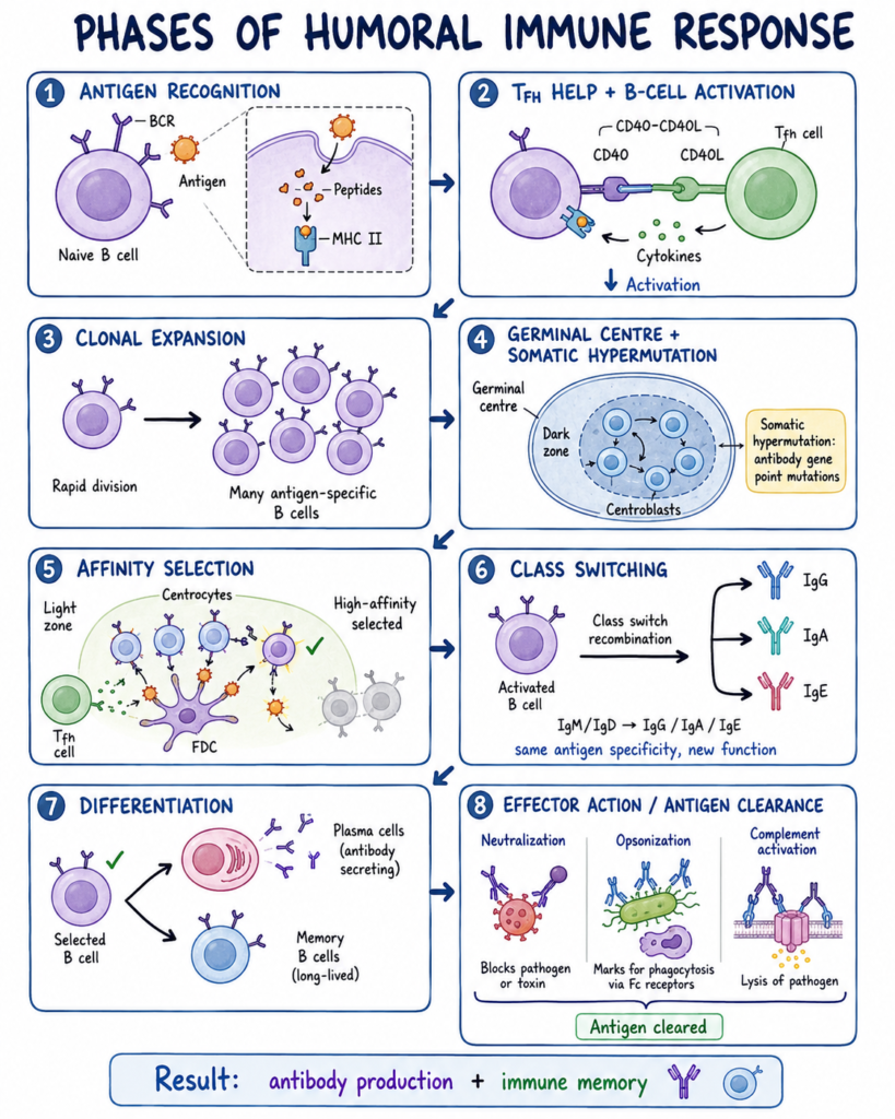 Phases of Humoral Immune Response