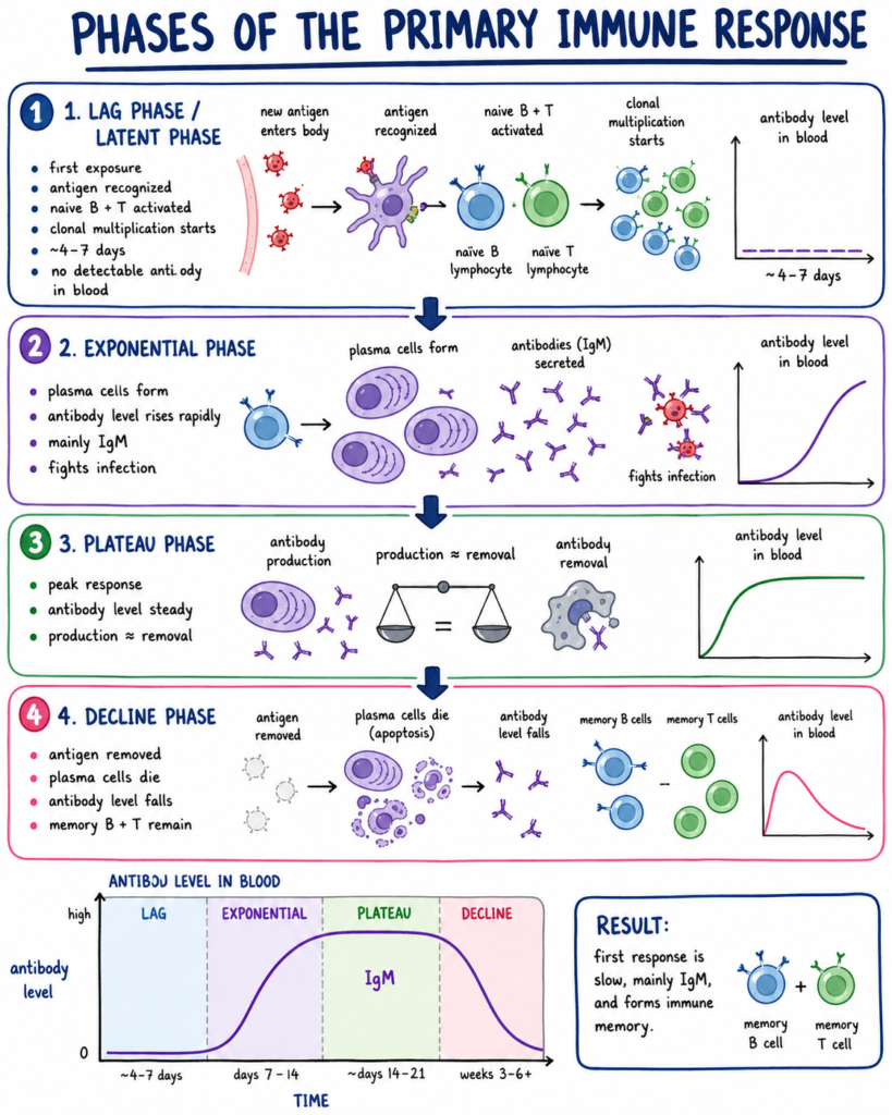 Phases of the Primary Immune Response