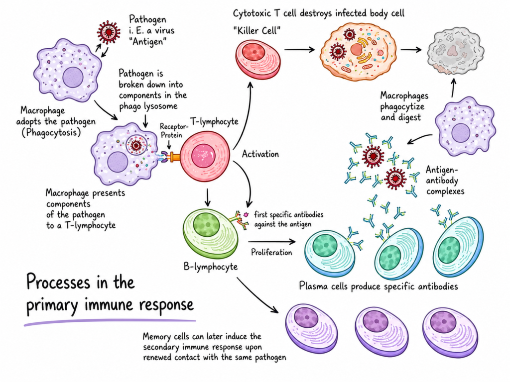 Primary Immune Response