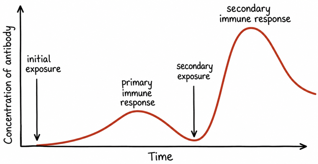 Primary and Secondary Immune Response