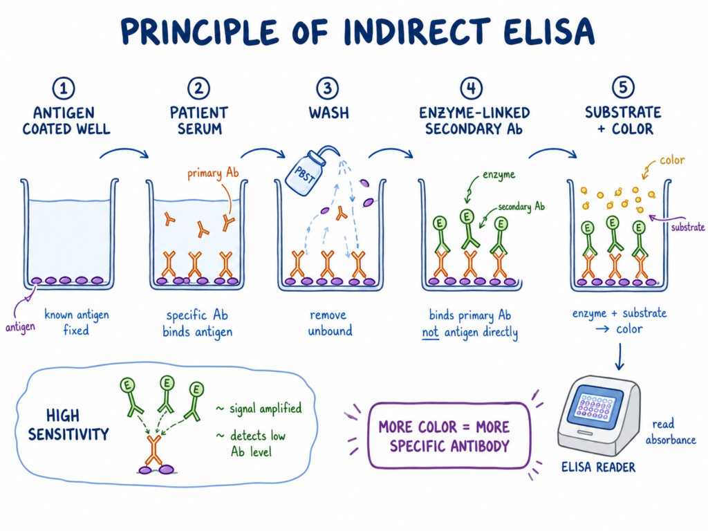 Principle of Indirect ELISA