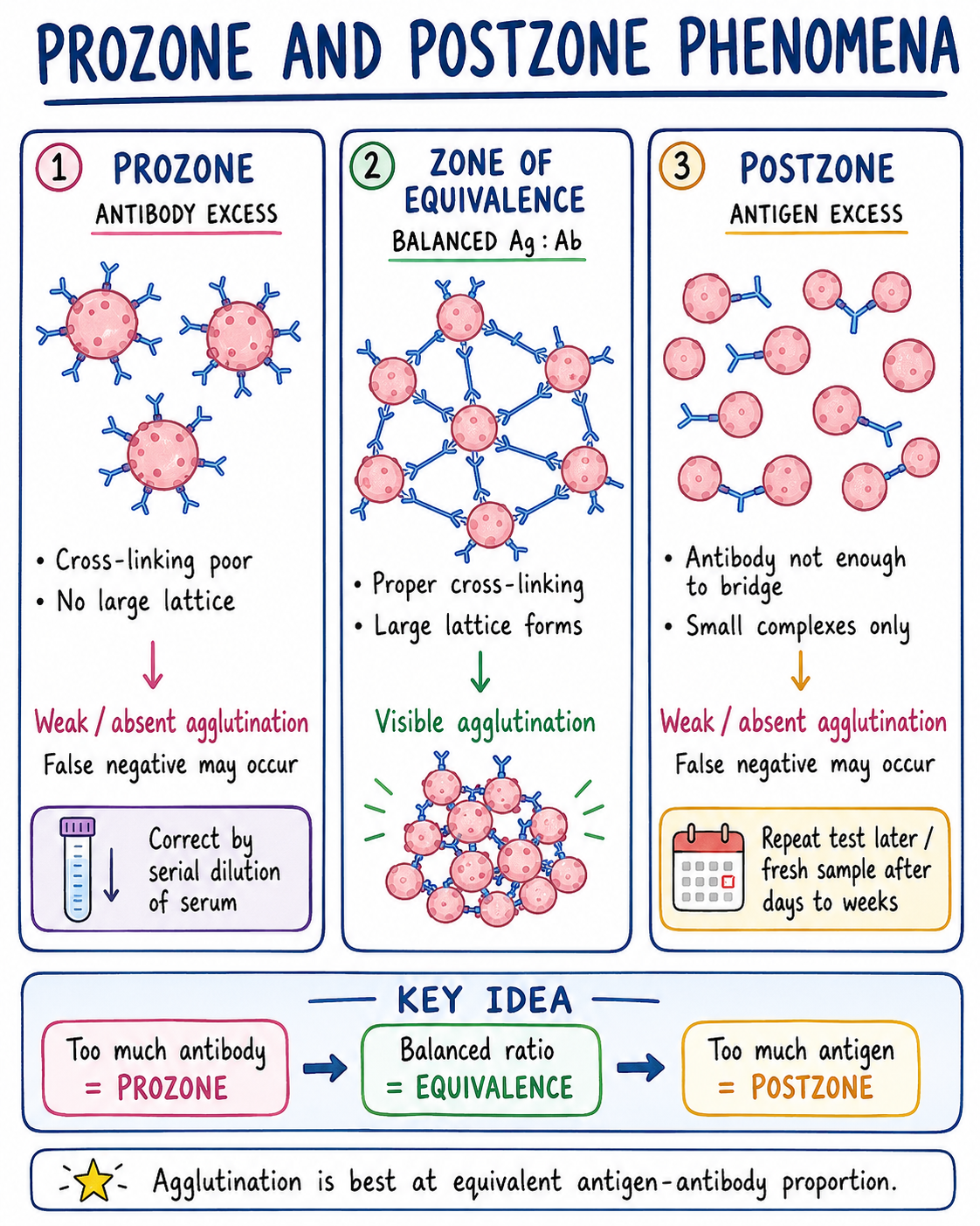 Postzone Agglutination Reaction - Principle, Types, Mechanism, Applications