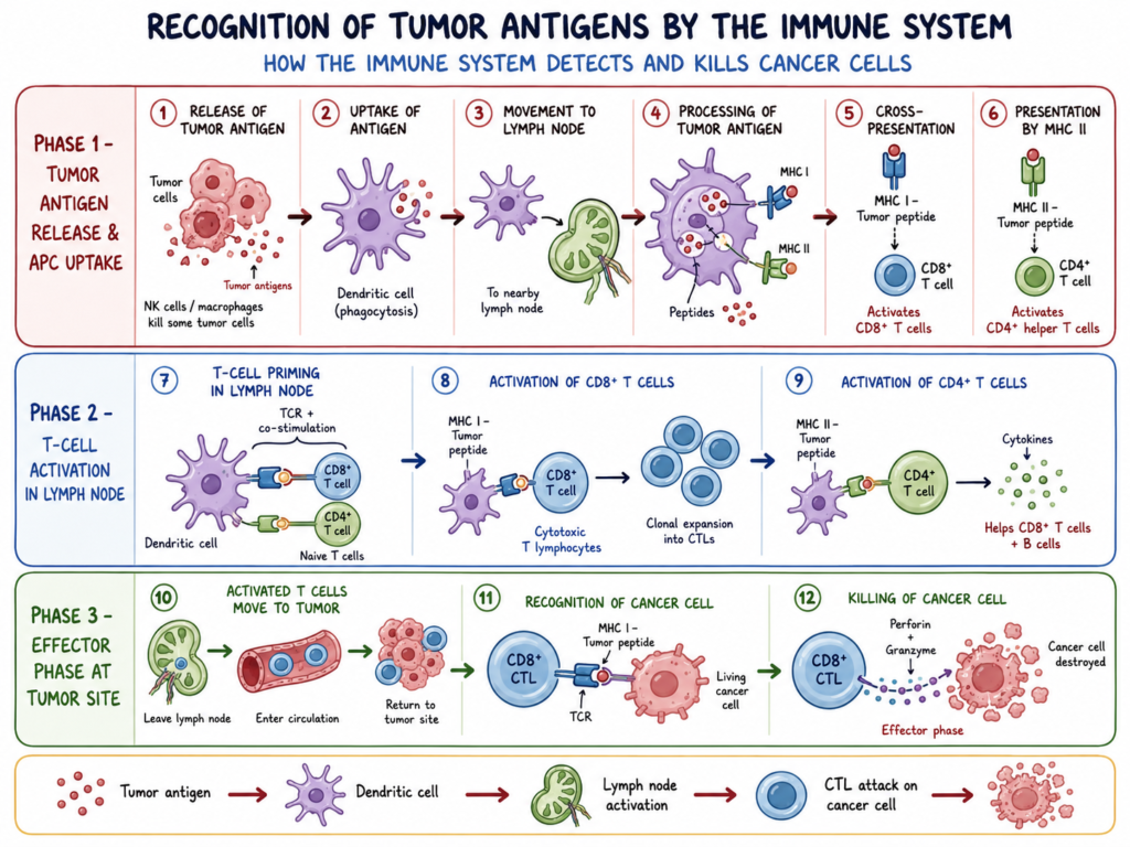 Tumor Antigen - Definition, Characteristics, Types, Mechanism 3 Recognition of Tumor Antigens by the Immune System