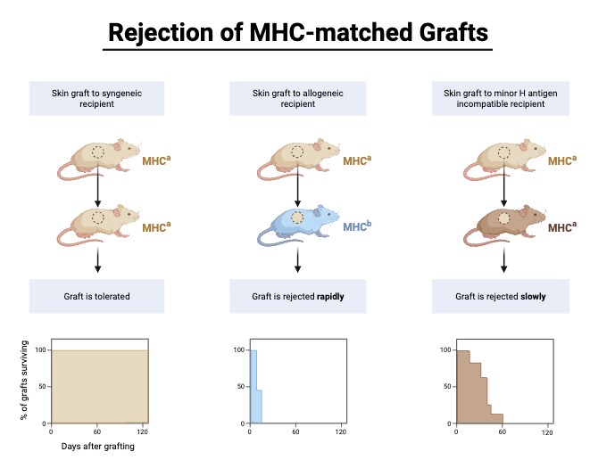 Rejection of MHC-matched Grafts