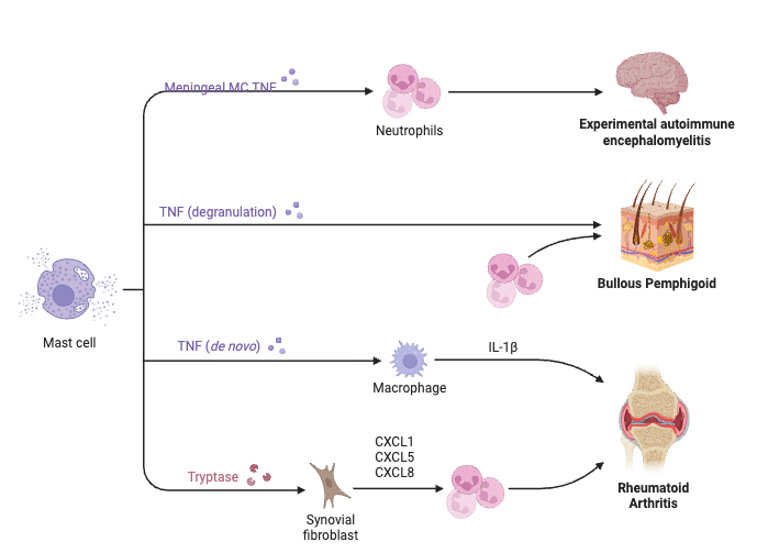 Autoimmune Disease - Definition, Types, Diagnosis, Treatment, Examples 3 Role of Mast Cells in Autoimmune Disease Models