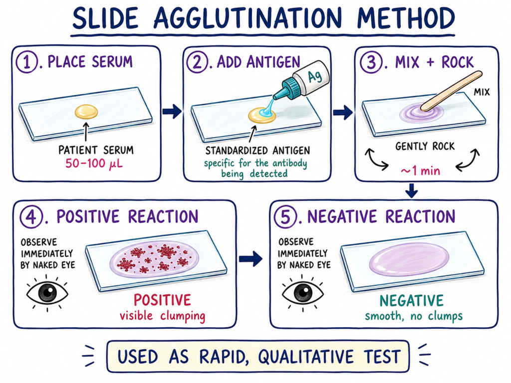 Slide Agglutination Method