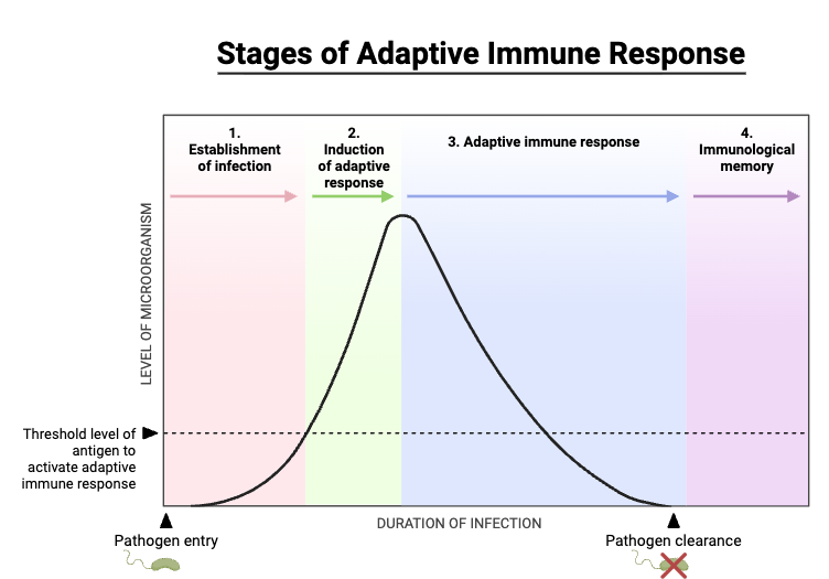 Stages of Adaptive Immune Response
