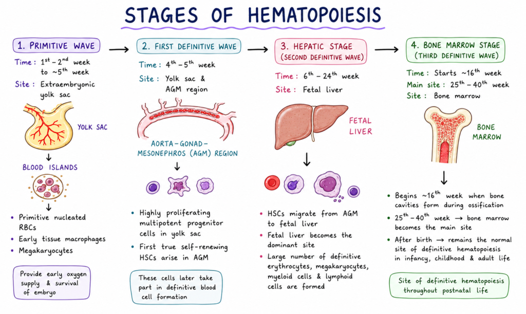 Stages of Hematopoiesis