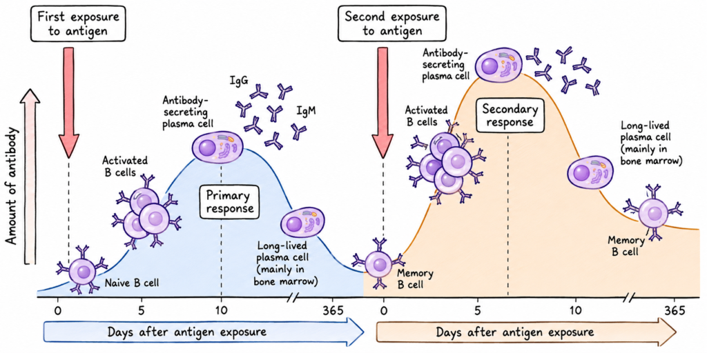 Stages of Primary Immune Response
