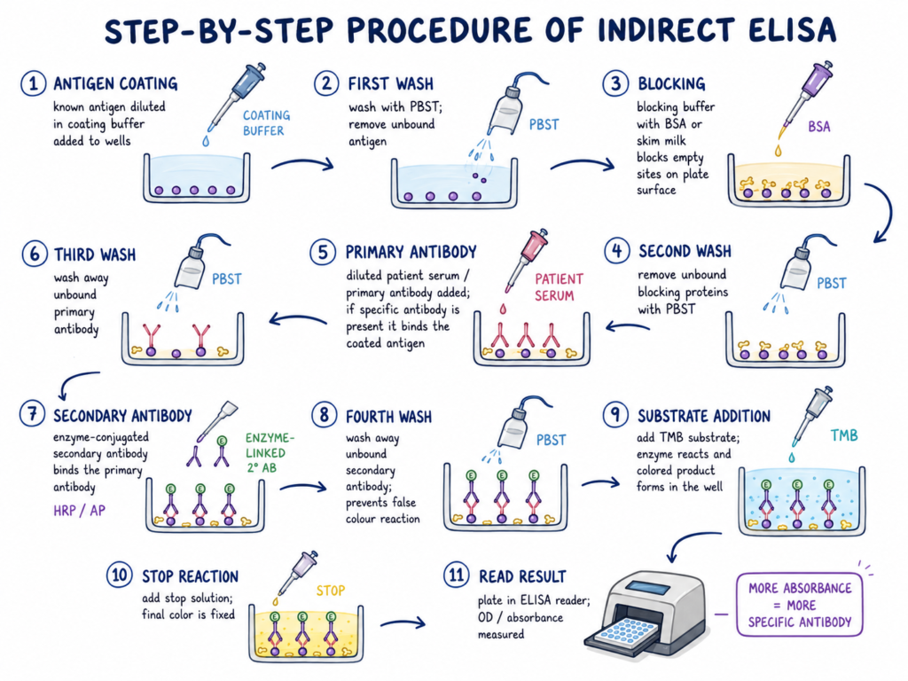 Step-by-Step Procedure of Indirect ELISA