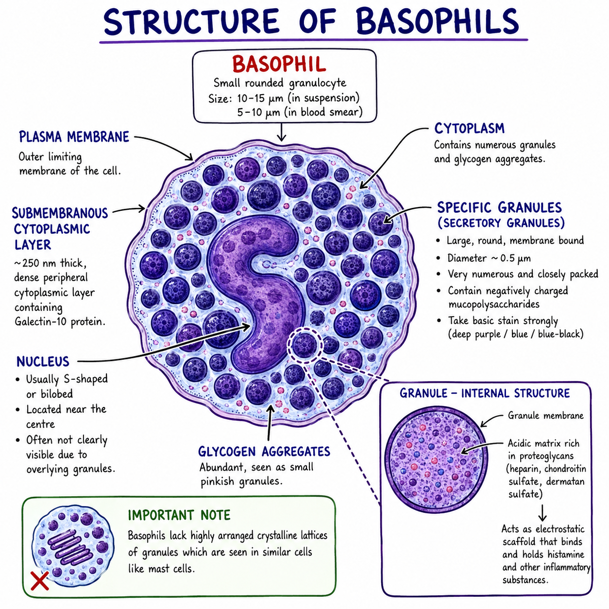 Basophil - Definition, Mechanism, Structure, Functions