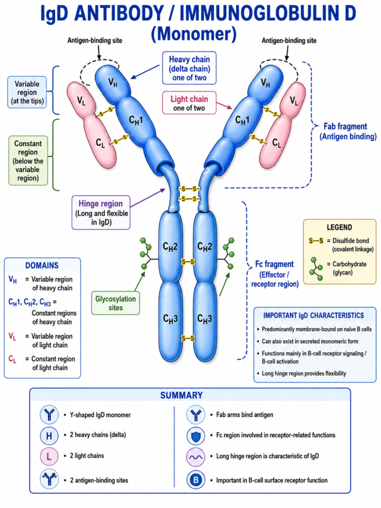 Structure of IgD
