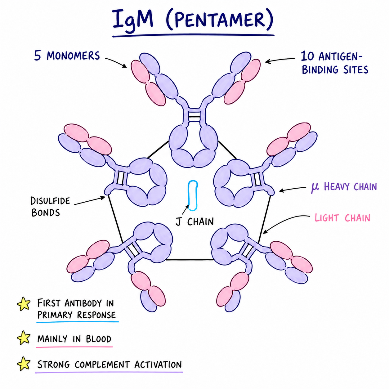 Structure of IgM (Immunoglobulin M)