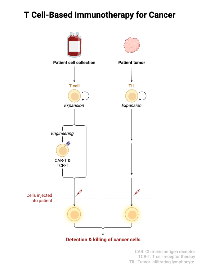 T Cell-Based Immunotherapy for Cancer