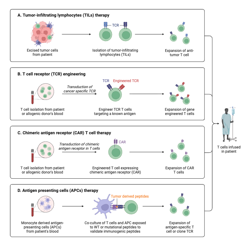 T Cell Based Immunotherapy