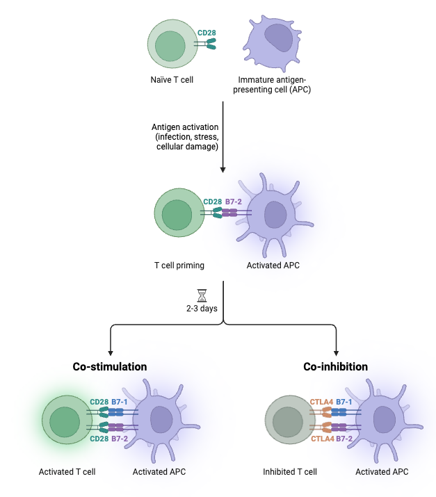 T Cell Co-signaling Regulation