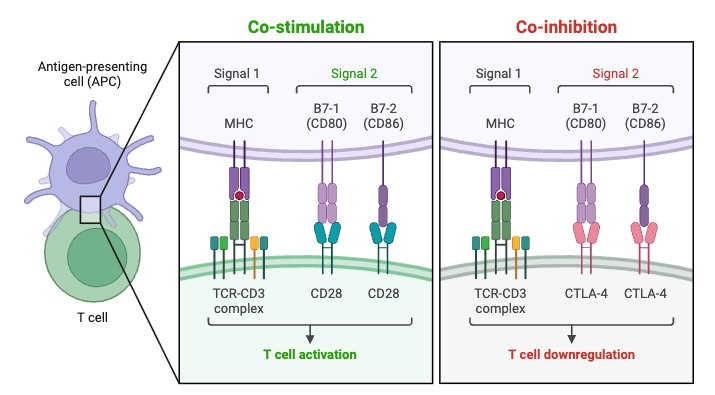 T Cell Co-stimulation and Co-inhibition