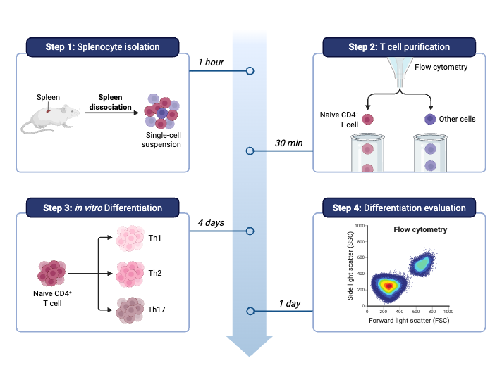 T Cell Culture Workflow