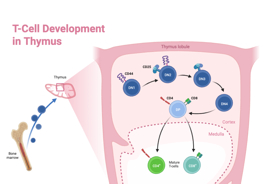 T-Cell Development in Thymus 2