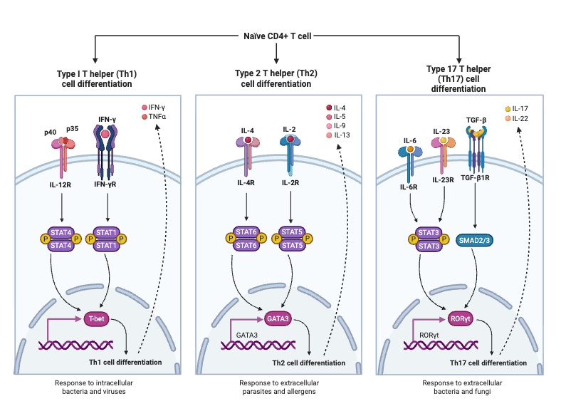 T Cell Differentiation into Various Functional Subtypes