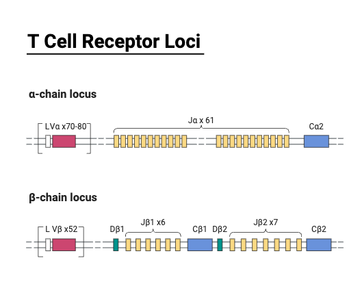 T Cell Receptor Loci