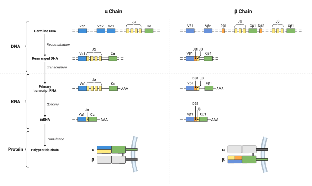 T Cell Receptors (Alpha and Beta Chains)
