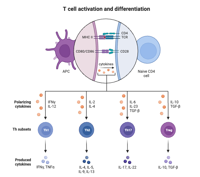 T cell activation and differentiation