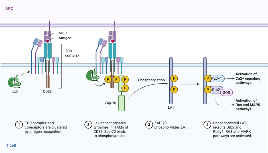 TCR Downstream Signaling