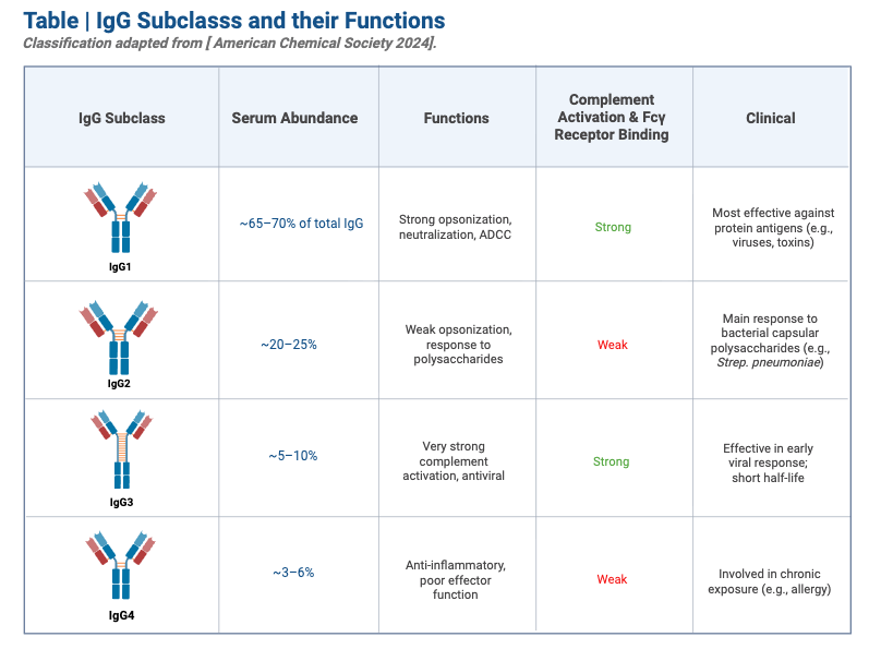 Immunoglobulin G (IgG Antibody)- Definition, Structure, Subclasses, Functions 4 Table _ IgG Subclasss and their Functions