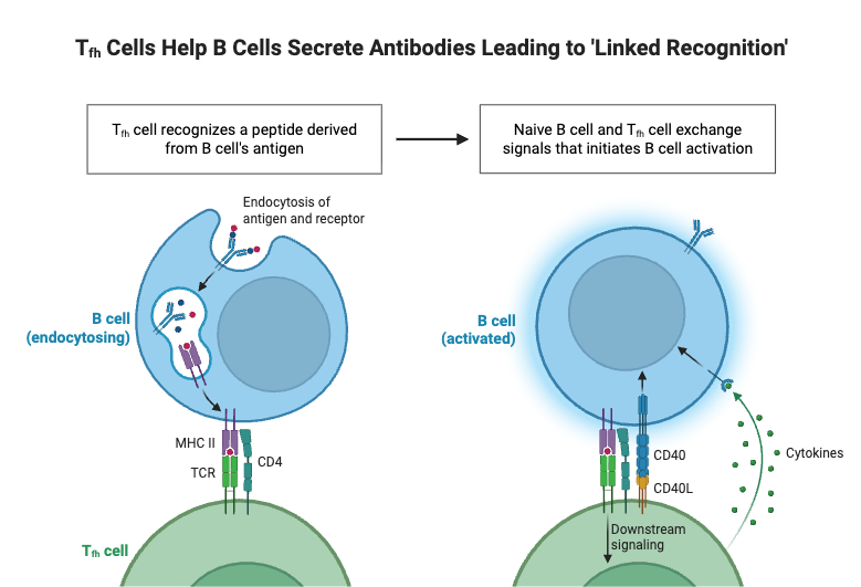 Tfh Cells Help B Cells Secrete Antibodies Leading to 'Linked Recognition'