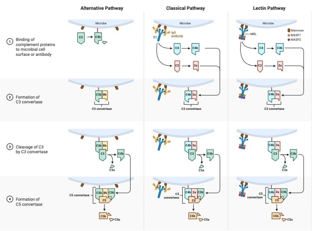 Alternative Pathway - Definition, Components, Steps, Regulation, Functions 4 Three Pathways of Complement Activation
