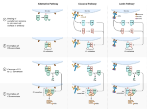 Alternative Pathway - Definition, Components, Steps, Regulation, Functions