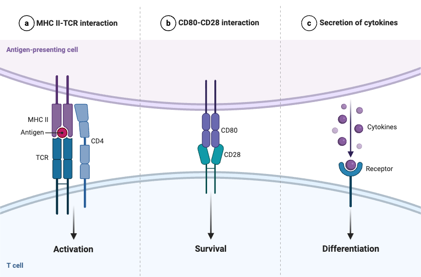 Three Signals Required for T cell Activation