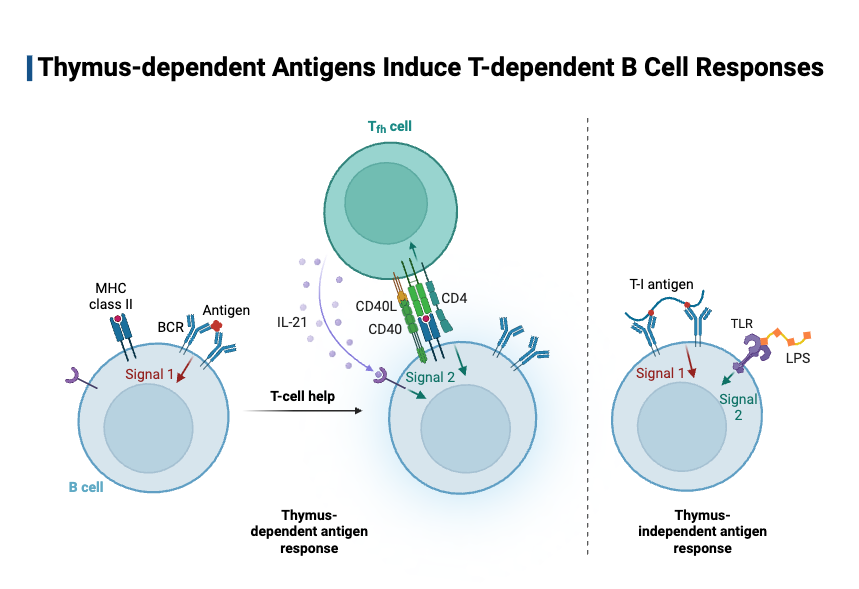 Thymus-dependent Antigens Induce T-dependent B Cell Responses