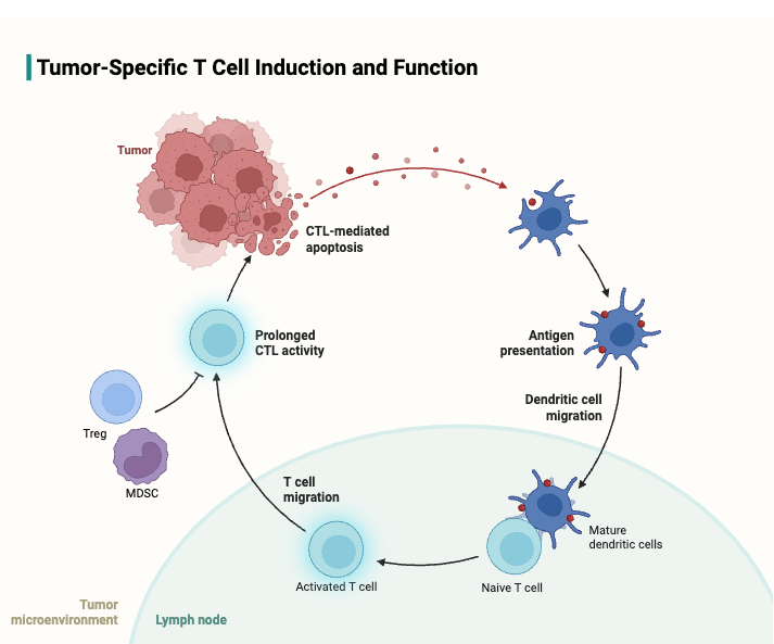 Tumor-Specific T Cell Induction and Function