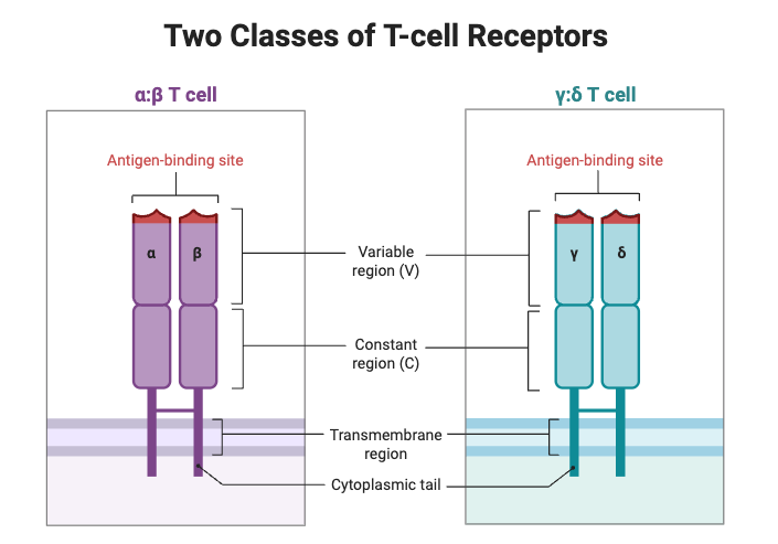 Two Classes of T-cell Receptors