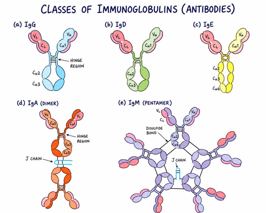 Types of Antibody